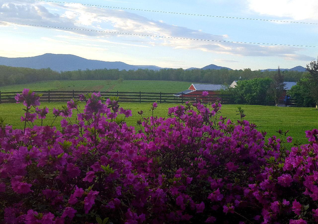 Piney Hill B&B And Cottages Luray Exterior photo
